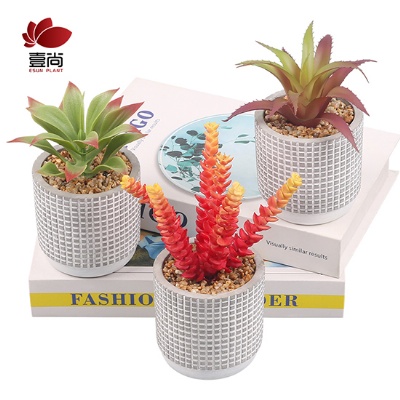 Set of 3 Assorted Small Potted Succulents Arrangement