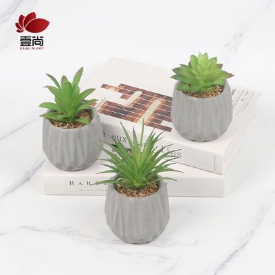 Creative Succulent Plants Potted